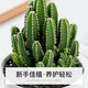 Cactus potted cactus, Wan Zhong Mountain, succulent flowers and green plants, easy to maintain and easy to live, desktop decorations in the office, 1 small original pot of original soil (Wan Zhong Mountain). If you have pot soil at home, you can buy it. Contains a pot.