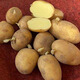 Qiuying high-yielding early-maturing yellow-skinned yellow-heart potato seeds Yunnan farmer's old variety yellow-heart budding potato seeds 500g