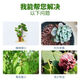 Phosphate fertilizer powder superphosphate flower-stimulating fertilizer household gardening fruit and vegetable potted compound nitrogen and potassium universal type pure dry 30 Jin Jin equal to 0.5 kg powdery pure dry phosphate fertilizer