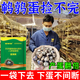 Luan magnetic quail egg-laying king, egg-increasing treasure quail, special egg-stimulating and egg-laying material to supplement nutrition and enhance physical fitness, quail eggs are abundant, quails lay eggs fiercely, 3 bags, lay eggs every day