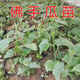 Chayote seedlings, seedlings with roots, seeds, larvae seedlings, melon seedlings, handrail melon planting seedlings, 6 chayote seedlings