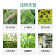 Bonsec 80% pyrimethanamine vegetable cucumber tomato gray mold special leaf mold sclerotinia pyrimidine pesticide fungicide