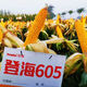 Dual-country review of Shandong 605 corn seeds, red shaft, short stems, large sticks, disease resistance, lodging resistance, high temperature and humidity resistance, Shandong Denghai 605 corn seeds, 4200 grains/bag