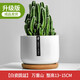 Cactus potted cactus, Wan Zhong Mountain, succulent flowers and green plants, easy to maintain and easy to live, desktop decorations in the office, 1 small original pot of original soil (Wan Zhong Mountain). If you have pot soil at home, you can buy it. Contains a pot.