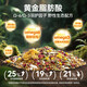 Qi Oh parrot bird food bird food seed food peony tiger skin black phoenix special nutritional mixed food for small and medium-sized parrots full price small and medium-sized parrot food one pack (454g)