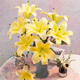 Jingdong Flowers Yunnan Kunming Flower Base Straight Hair Yellow Perfume Lily 9 Family Life Flowers Straight Hair Source