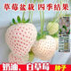 Creamy white strawberry seeds, four-season white strawberry seeds, vegetable seeds, red-faced family potted plants, balcony planting, creamy white strawberry seeds/pack, about 100 capsules, 3 packs