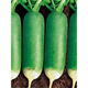 Newly planted this year, Shawo green-skinned fruit radish seeds, rock sugar heart radish seeds, cold-resistant garden planting, new seeds good germination, 8 packs, about 2400 seeds
