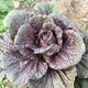 Qiuying Purple Cabbage Seeds Purple Beauty Chinese Cabbage Seeds High Yield Four Seasons Spring and Autumn Vegetable Seeds Easy to Grow and Delicious Purple Cabbage Seeds 1 Pack