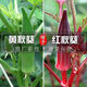 Okra seeds, fruit, red okra seeds, okra seedlings, sowing vegetables in spring and summer seasons, balcony courtyard, original pack of 50 okra seeds