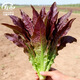 Shouhe lettuce seeds purple and easy to sow on the family balcony in spring and winter sowing vegetables for four seasons in Guangdong fields Shouhe red lettuce seeds 50g original