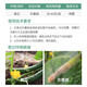 Bonsec 80% pyrimethanamine vegetable cucumber tomato gray mold special leaf mold sclerotinia pyrimidine pesticide fungicide