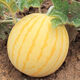 Huangmeiren watermelon seeds, yellow-skinned sweet king, early-maturing watermelon seeds, southern fruits, spring and four seasons vegetable seeds, Huangmeiren watermelon seeds, 1 pack of about 20 seeds