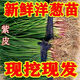 Fruit onion seedlings, purple-skinned onion seedlings, Shandong Erhong oblate red onion seedlings, purple-skinned onion seedlings, 50 pieces