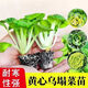 Huangxinwutaicai seedlings, chrysanthemum and cabbage seedlings, potted garden garden fields, easy to grow four-season vegetable seedlings, 60 Huangxinwutaicai plants