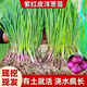 Onion seedlings, Shandong purple-skinned onion seedlings, fruit onion seedlings, cold-resistant and easy to live, freshly planted seedlings, dug and sold now, purple-skinned onion seedlings, 20 pieces
