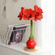 Destined Red 1 Amaryllis seed bulb imported from Peru