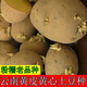 Qiuying high-yielding early-maturing yellow-skinned yellow-heart potato seeds Yunnan farmer's old variety yellow-heart budding potato seeds 500g