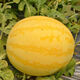 Huangmeiren watermelon seeds, yellow-skinned sweet king, early-maturing watermelon seeds, southern fruits, spring and four seasons vegetable seeds, Huangmeiren watermelon seeds, 1 pack of about 20 seeds