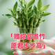 Shuzhimei hydroponic plants are good for growing lucky bamboo. Hydroponic lucky bamboo with roots 20 branches 15-20cm straight from the source