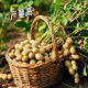 Peanut seeds super high yield and high yield No. 1 Academy of Agricultural Sciences early maturing disease-resistant and drought-resistant original seed thin shell large grain dwarf stalk Fenghua No. 1 original thin shell large grain good taste 3Jin Jin equal to 0.5 kg + planting guidance