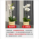 Jingdong Flowers Phalaenopsis Potted Fairy Pink 6 Foils with Buds Green Plants Flowers Living Room Decoration Send Straight Hair to Elders from the Source