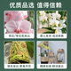 Jingdong Flowers Phalaenopsis Potted Fairy Pink 6 Foils with Buds Green Plants Flowers Living Room Decoration Send Straight Hair to Elders from the Source