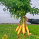 Shanxi Yuncheng yellow carrots fresh carrot vegetables