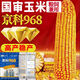 Rose Jingke 968 corn seeds, high yield, double sticks, low stems, lodging resistance, disease resistance, drought resistance and waterlogging resistance, genuine national approved white shaft, new species promotion, genuine 6Jin Jin equal to 0.5kg, can be planted on 2.2 acres of land + nutritional coating