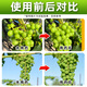 Baofeng chlorpyuron plant growth regulator grape special growth regulator regulating drug chlorpyuron genuine 100g*3 bottles small bottle economical package