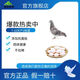 Pigeon premix 5-egg pigeon meat pigeon ornamental pigeon premix processing pellet feed express door-to-door delivery to urban and county towns