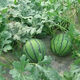 Watermelon set, watermelon seeds, watermelon balcony potted farmhouse garden melon seeds, various types of rock sugar unicorn watermelon seeds, 1 pack, about 50 pieces