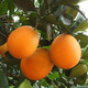Naranjas Navel Gannan, huerto propio, auténticas naranjas Navel Jiangxi Gannan con hojas, recién recolectadas, directamente de origen SF, ricas en aroma a naranja, peso (10) Jin Jin igual a 0,5 kg, fruta con hojas de 70-79 mm de calidad media alta