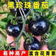 Sugar water black pearl black tomato seeds black persimmon small tomato seeds cherry tomatoes balcony potted fruit and vegetable seeds black gem tomato seeds 50 pieces trial type