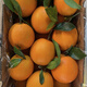 Naranjas Navel Gannan, huerto propio, auténticas naranjas Navel Jiangxi Gannan con hojas, recién recolectadas, directamente de origen SF, ricas en aroma a naranja, peso (10) Jin Jin igual a 0,5 kg, fruta con hojas de 70-79 mm de calidad media alta