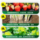 Instant high-efficiency compound fertilizer nitrogen, phosphorus and potassium general flower, fruit and vegetable compound fertilizer nitrogen, phosphorus and potassium fertilizer 10-100 Jin Jin equals 0.5 kg High-efficiency instant multi-element compound fertilizer 50 Jin Jin equals 0.5 kg