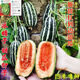 Sweet toothless rock sugar melon seeds, four-season high-yielding garden balcony potted fruit seeds, rock sugar melon seeds, sweet toothless seeds/pack of about 100 capsules, 5 packs