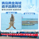 Linglue Qingdao Salted Frozen Prawns Net Weight 3Jin Jin is equal to 0.5kg 75-90 pieces Salted Frozen White Prawns Prawns Base Shrimp Fresh Shrimp