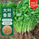 Northern vegetable coriander seed seedlings old varieties four-season potted large-leaf coriander balcony rapeseed large-leaf coriander seed 600 capsules