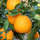 Naranjas Navel Gannan, huerto propio, auténticas naranjas Navel Jiangxi Gannan con hojas, recién recolectadas, directamente de origen SF, ricas en aroma a naranja, peso (10) Jin Jin igual a 0,5 kg, fruta con hojas de 70-79 mm de calidad media alta