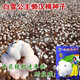 Qiuying lazy cotton cotton seeds for field planting, agricultural high-yielding spring seeds, insect-resistant cotton for all seasons, Snow White lazy cotton 10 grams, about 90 pieces