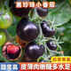Sugar water black pearl black tomato seeds black persimmon small tomato seeds cherry tomatoes balcony potted fruit and vegetable seeds black gem tomato seeds 50 pieces trial type