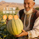 正宗哈密瓜西州蜜大果甜瓜新鲜采摘蜜瓜脆甜多汁整箱 哈密瓜1.5-2斤
