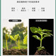 Agricultural nitrogen fertilizer small particle urea nitrogen 46% vegetable flower planting general fertilizer potted home gardening fertilizer urea 30Jin Jin equals 0.5 kg