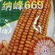 Nafeng 669 Yunnan Province's high-yielding and high-quality corn seeds are packaged in 1 kg, a hot-spot variety. Nafeng 669 Yunnan Province's high-yielding and high-quality corn seeds are packaged in 1 kg, a hot-spot variety.