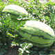 Watermelon Set, Watermelon Seeds, Watermelon Balcony Potted Plants, Farmhouse Garden Melon Seeds, Lazy Man King Watermelon Seeds, 2 packs, about 100 pieces