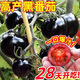 Sugar water black pearl black tomato seeds black persimmon small tomato seeds cherry tomatoes balcony potted fruit and vegetable seeds black gem tomato seeds 50 pieces trial type