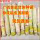 Guangxi's golden sugarcane can be planted in trays in all seasons and is easy to grow. Yellow-skinned and green-skinned sugarcane seedlings are sweet and crispy. 10 golden sugarcane seedlings are 20. 10 golden sugarcane seedlings are 3-5 buds/root. Free planting method.