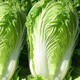 Autumn sowing Chinese cabbage seeds 90 days cabbage balling cabbage early and late maturing farmhouse high-yielding disease-resistant vegetable seeds newly improved Shandong No. 4 autumn cabbage 500 capsules