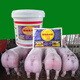 Kuadasu pig feed premix, fattening concentrate additive for pigs, more food, less feces, barreled (for small and medium pigs), 3 packs for free, 33 packs in total
